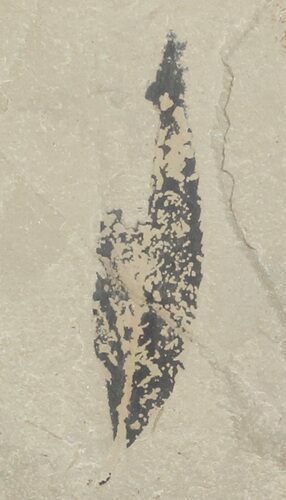 Bug Eaten Fossil Cedrelospermum Leaf - Utah #45655